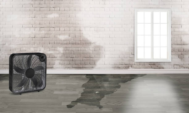 Best Water damage contractors near me  in Dunlap, OH
