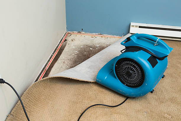 Best Carpet water damage restoration  in Dunlap, OH